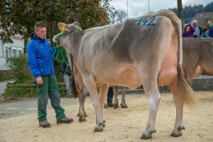 008Jongleur JANKA von WTS-Genetics kurz vor der 2. Abkalbung